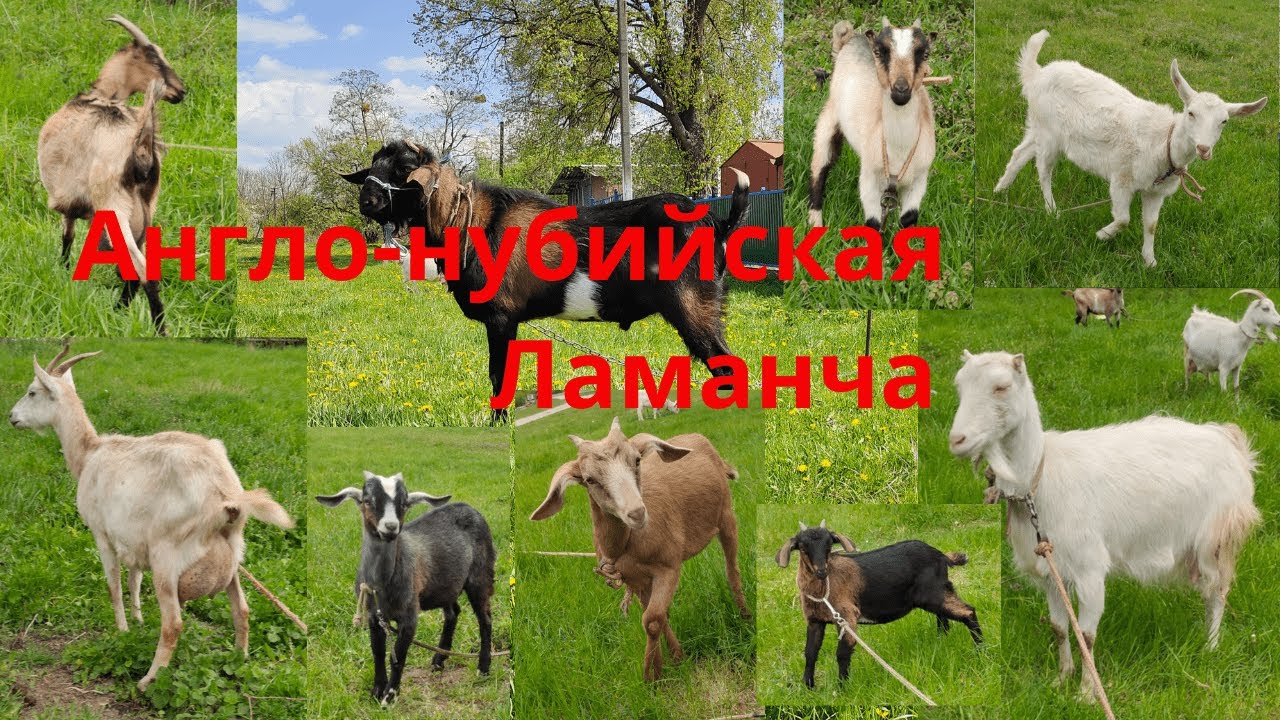 Англо-нубийские козы Ламанча Козочки и козлики ищут новый дом Граф ищет гарем Распродажа козлят