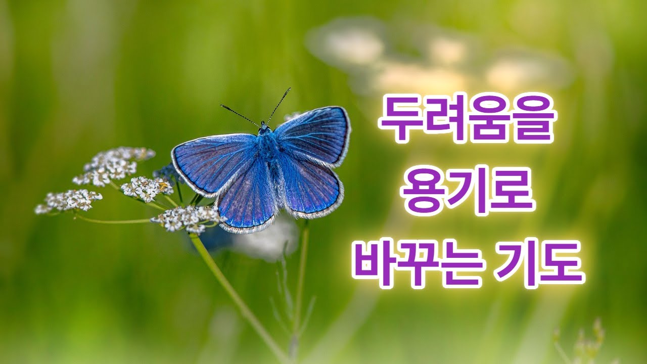 '갑작스러운 재난이나 위기 앞에서도 잃지 않는 평안'#잠언3장25절 #두려움극복 #불안장애 #하나님의보호 #성경말씀 #오늘의묵상 #평안