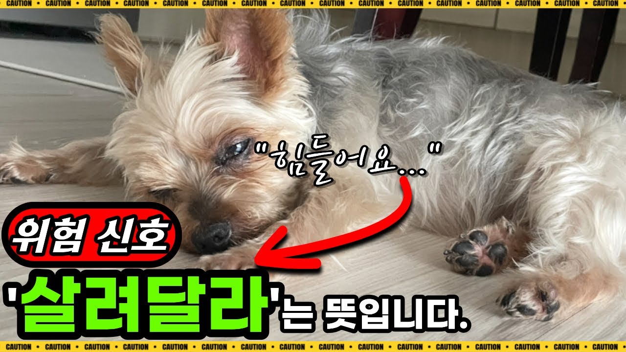 이 행동 보이면 정말 힘든겁니다(꼭 봐야할 강아지 절박한 신호)