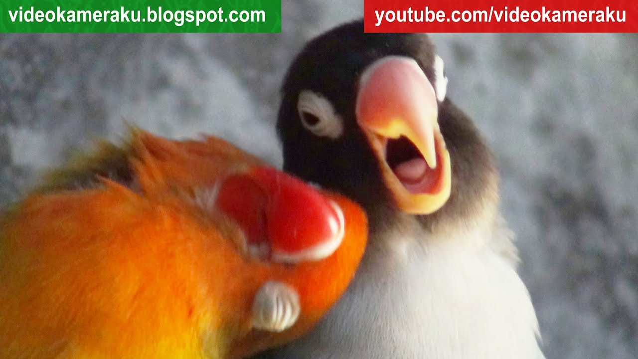 Lovebird Activity - Multicam 2 Hours - June-30-2018 (Latepost :D)