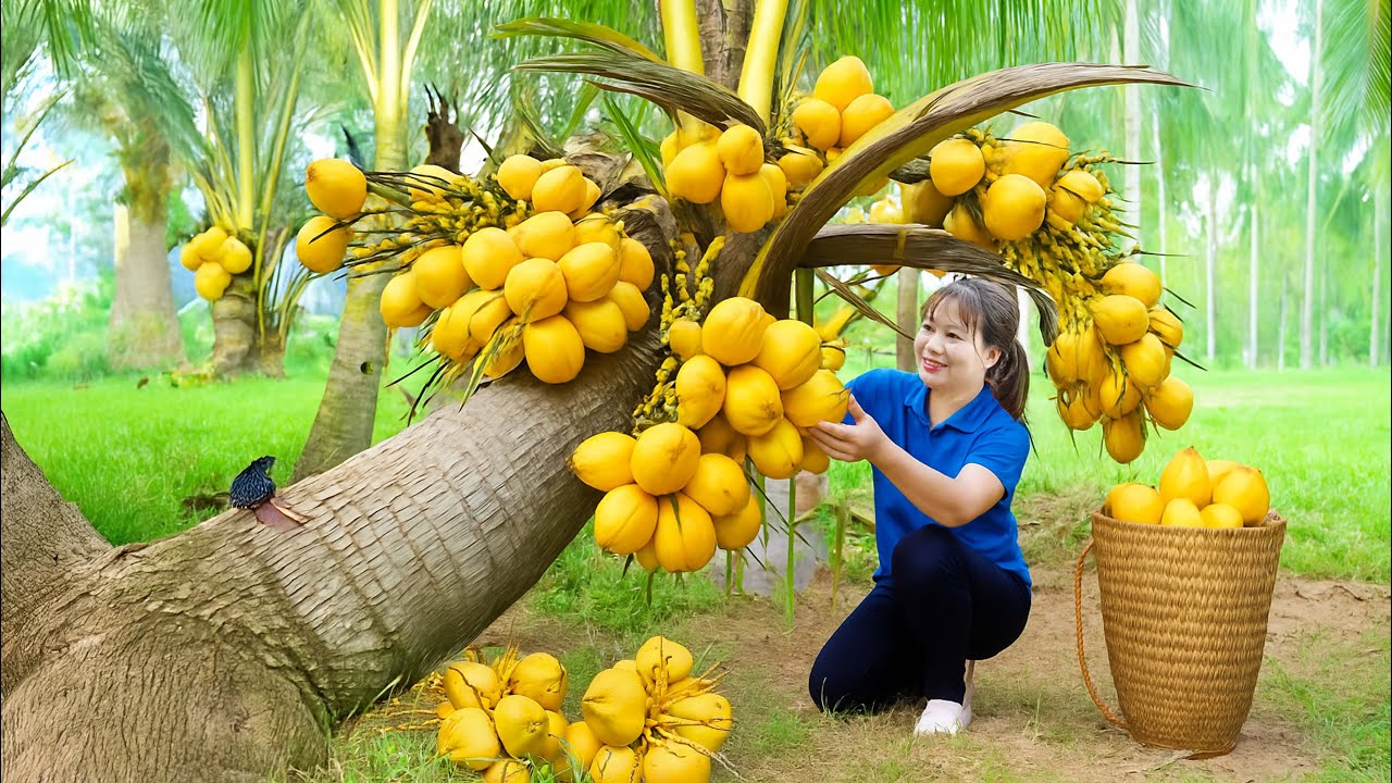 Colheita do coco ‘Dừa Lửa’ na roça e vendendo tudo no mercado da vila