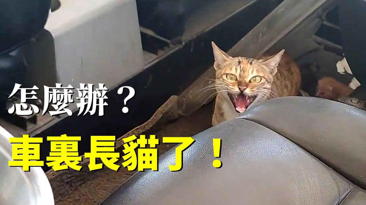 剛打開車門，就看見兩隻剛睜眼的小貓...