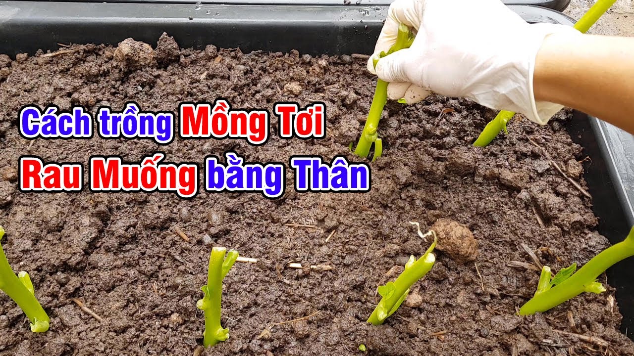 Cách trồng mồng tơi và rau muống bằng thân