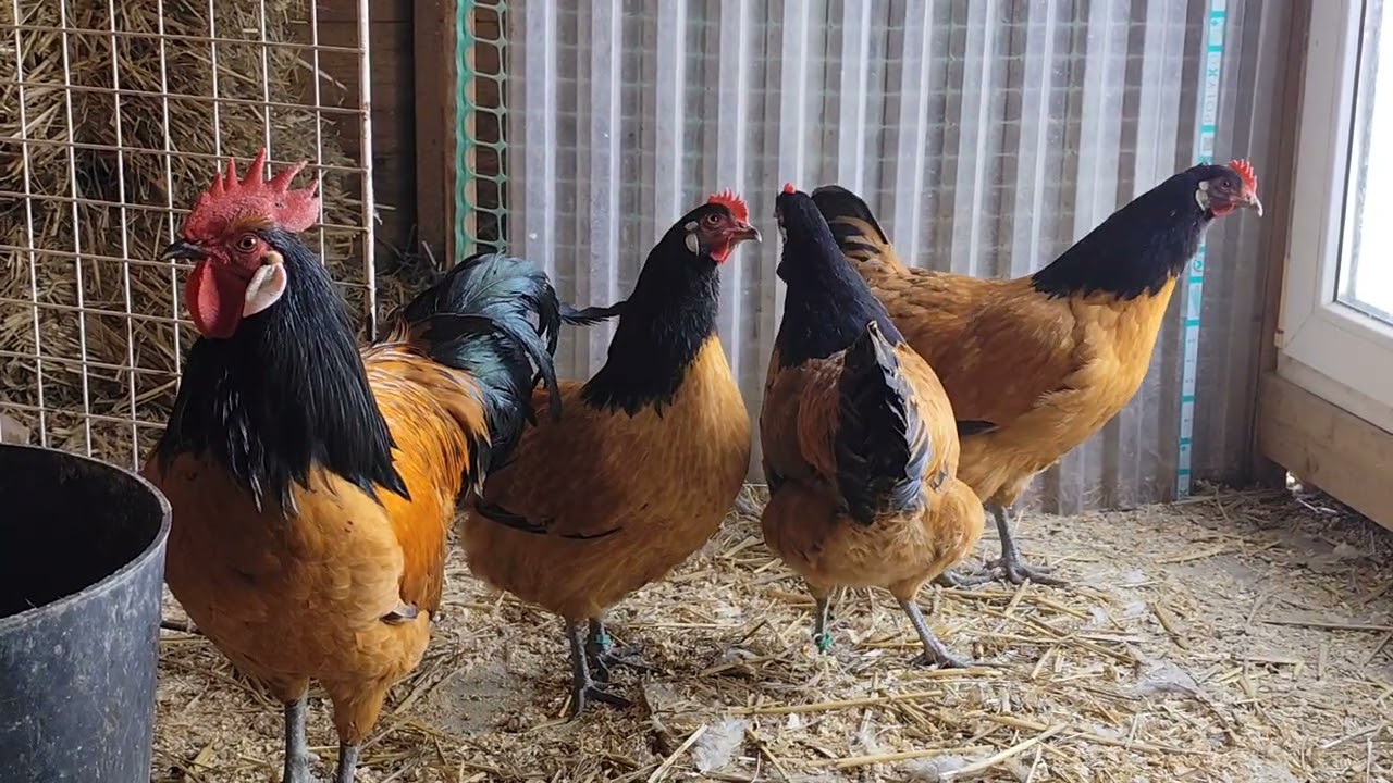 Mocna ekipa na sezon 2026🐓 kury Vorwerk 👍 Zapraszam na film 🥶