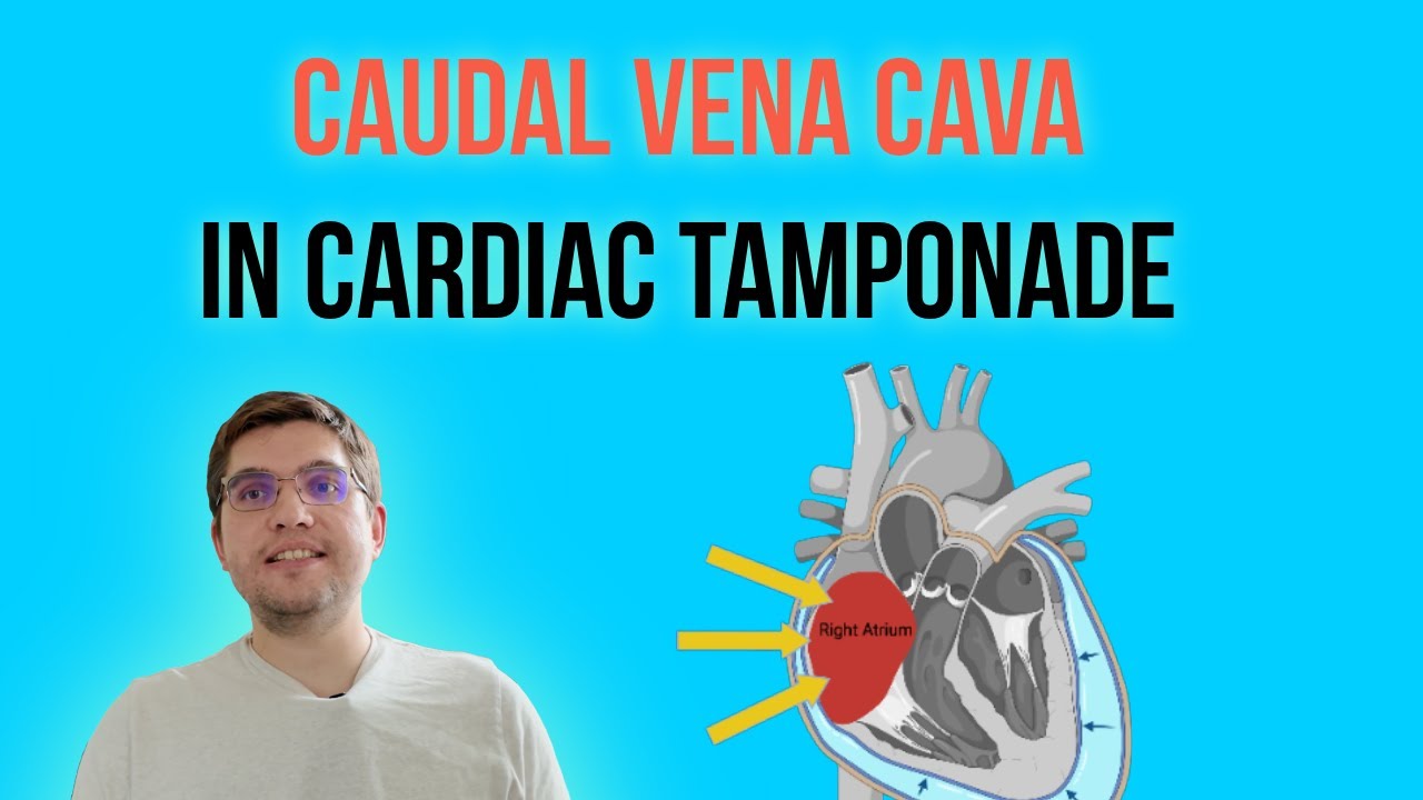 CVC-to-Aorta Ratio in Dogs with Cardiac Tamponade