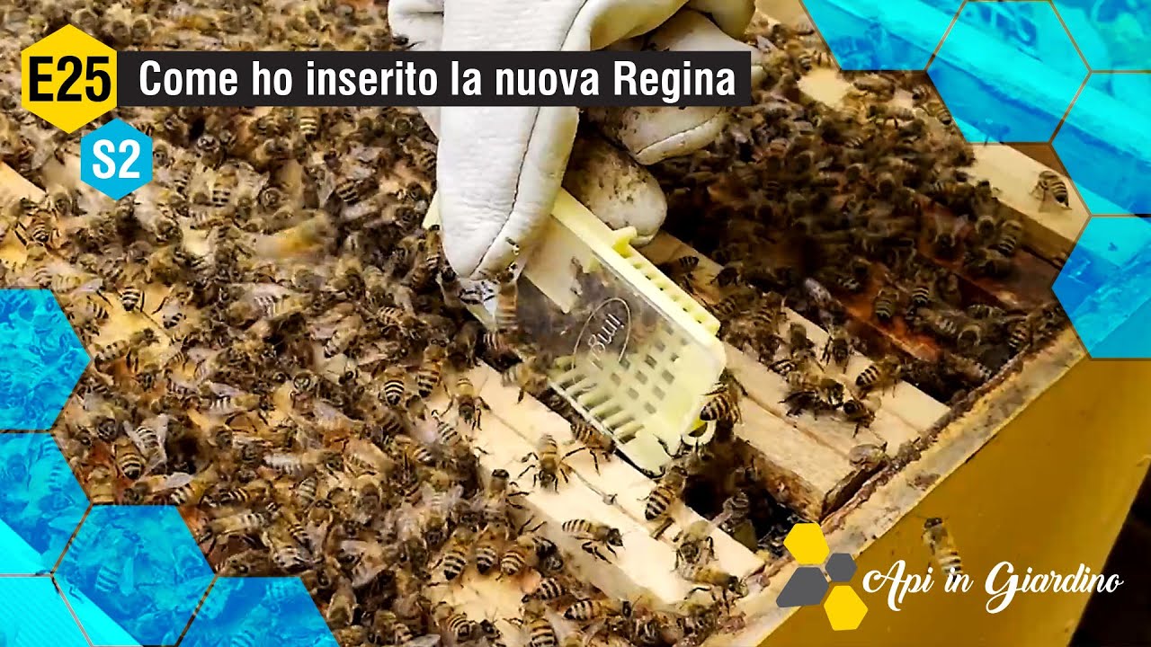 AiG - S2 E25 - Come ho inserito la nuova Regina 👑🐝