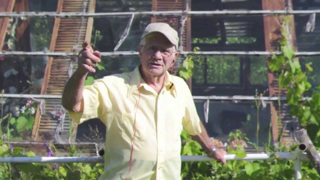 How to care for Cold Hardy Concord Grapes Grandfather Interviews Alberta Urban Garden