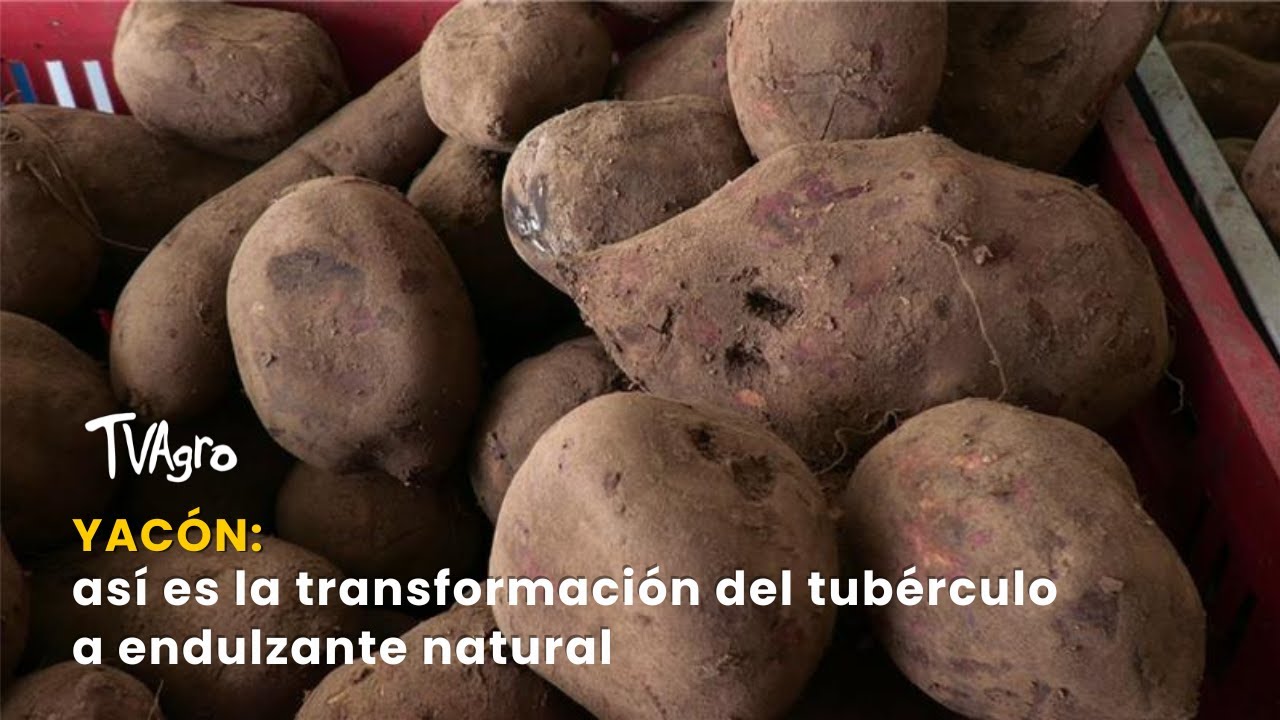 Yacón: así es la transformación del tubérculo a endulzante natural - TvAgro por Juan Gonzalo Angel