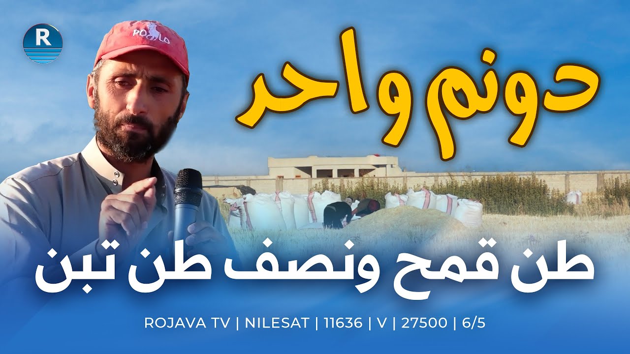 دونم واحد في الرقة ينتج طن قمح ونصف طن تبن