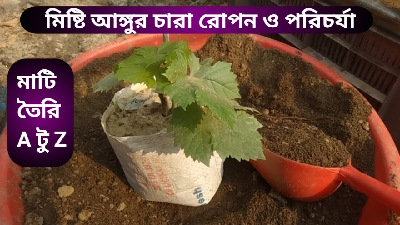 টবে মিষ্টি আঙ্গুর চারা রোপন , আঙ্গুরের মাটি তৈরি, আঙ্গুর গাছের পরিচর্যা