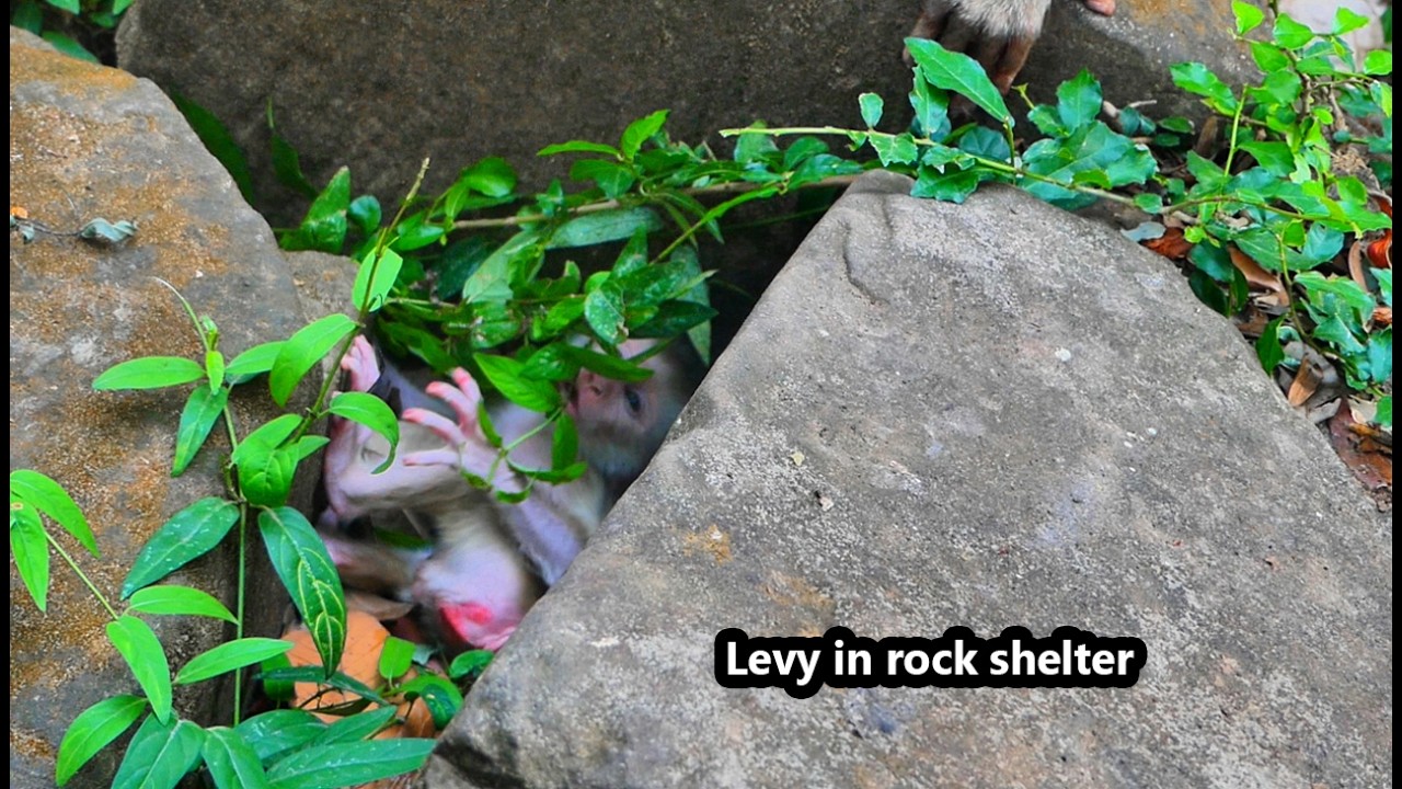 Baby Levy fall down into a rock shelter Cuz his mom Libby