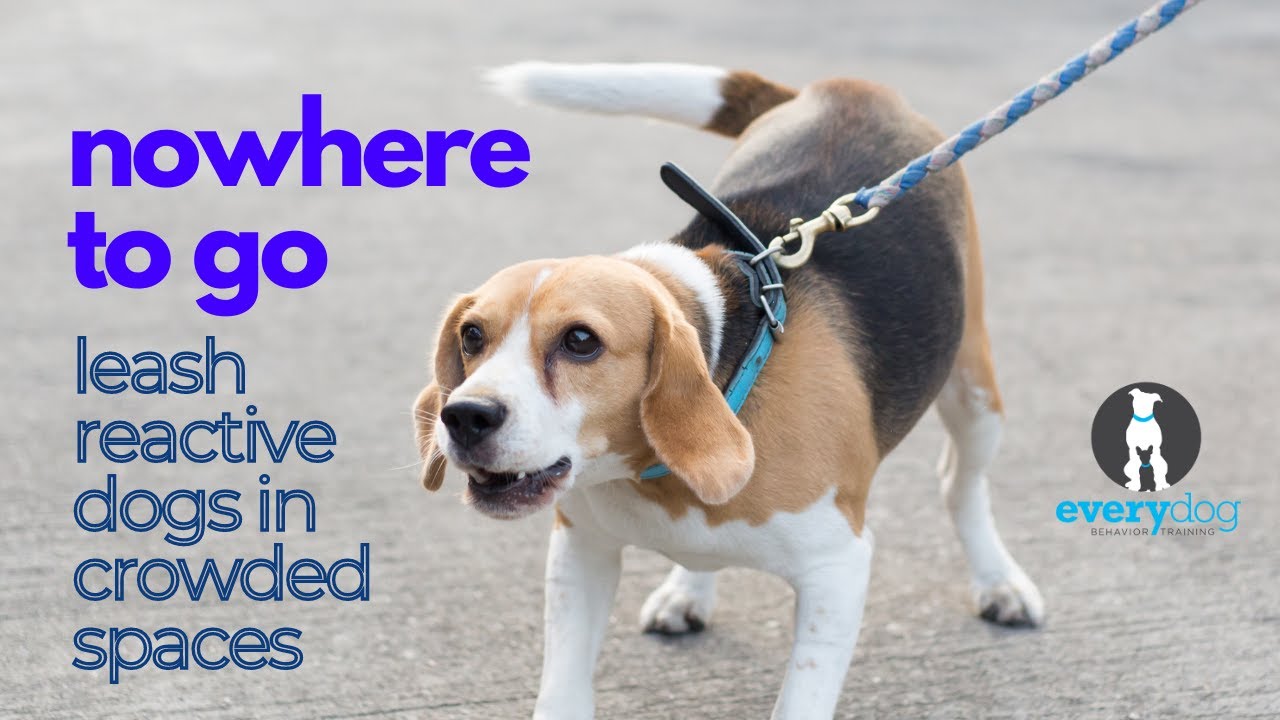 Nowhere to Go: Leash Reactive Dogs in Crowded Spaces - tips for reactive dog training