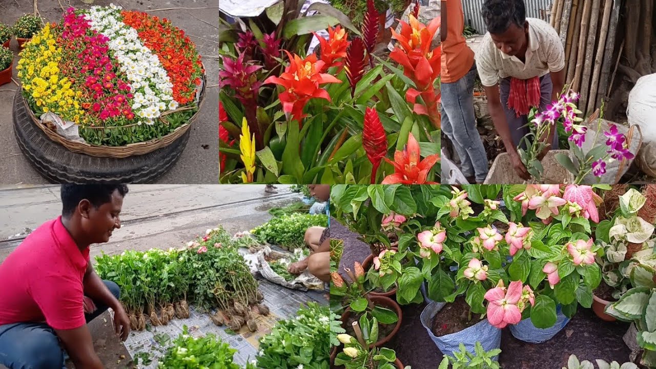 Tala Haat | Mussaenda Plant Guzmania Plant Orchid Ficus Portulacas Allamanda Belful Alocasia Plants