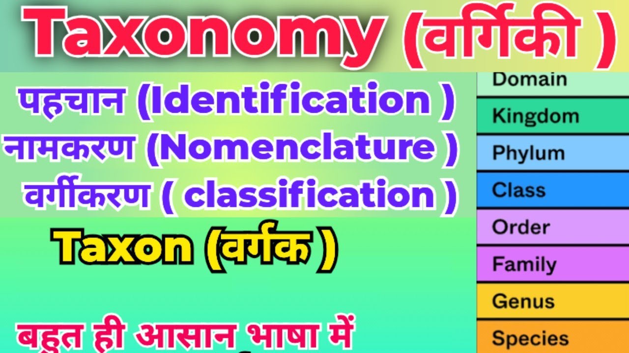 टैक्सोनॉमी एक वीडियो में | Taxonomy in One Shot | Nomenclature, Classification & Identification | 