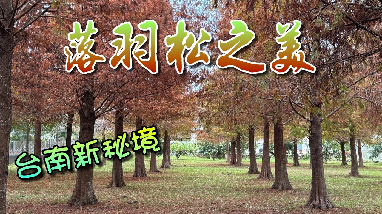 落羽松之美(台南市楠西區)