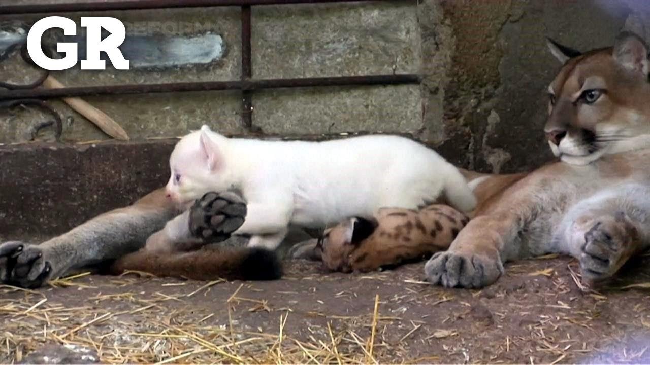 Nace puma albino en Nicaragua