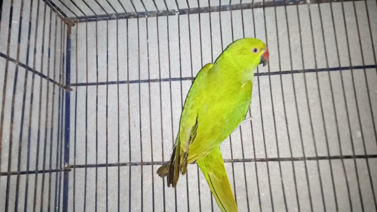 Green ringneck male first breed for sale please subscribe follow and share