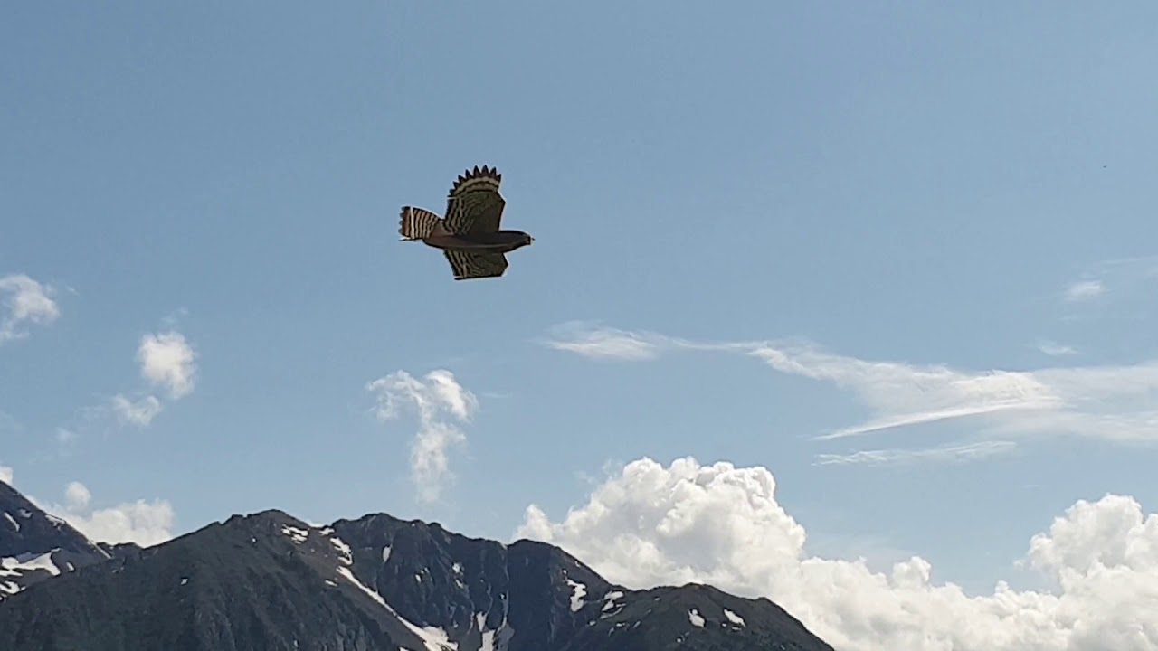 E Vogel Hawk von Pichler Modellbau
