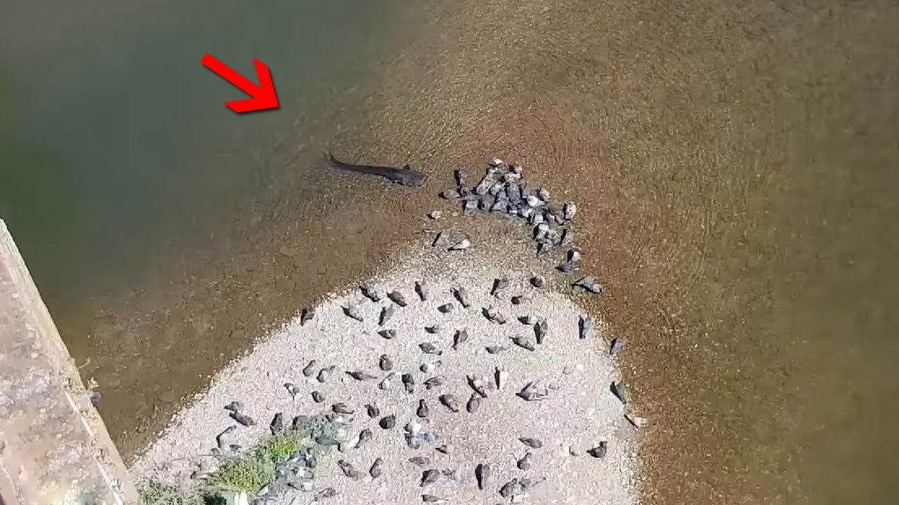 Most Incredible Animal Moments Caught on Camera