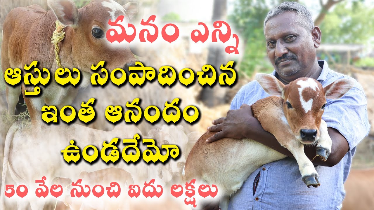 Original Punganur Cow || పుంగనూరు ఆవుల పెంపకంలో ఆదర్శ రైతు || Amazing Punganur Cow @ 9440502130