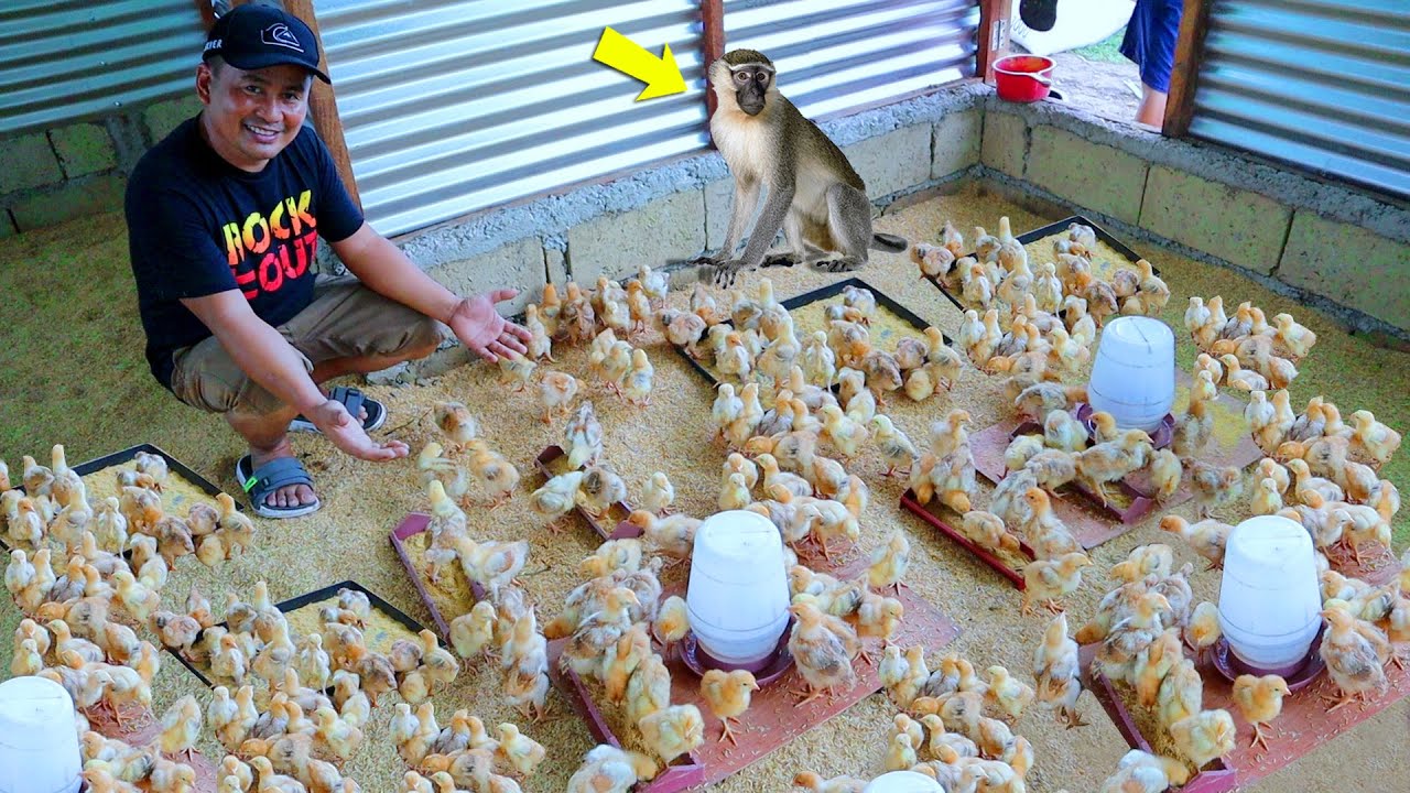 Basic tips on handling/transfer of week old chicks│the role of a pet monkey in the farm.