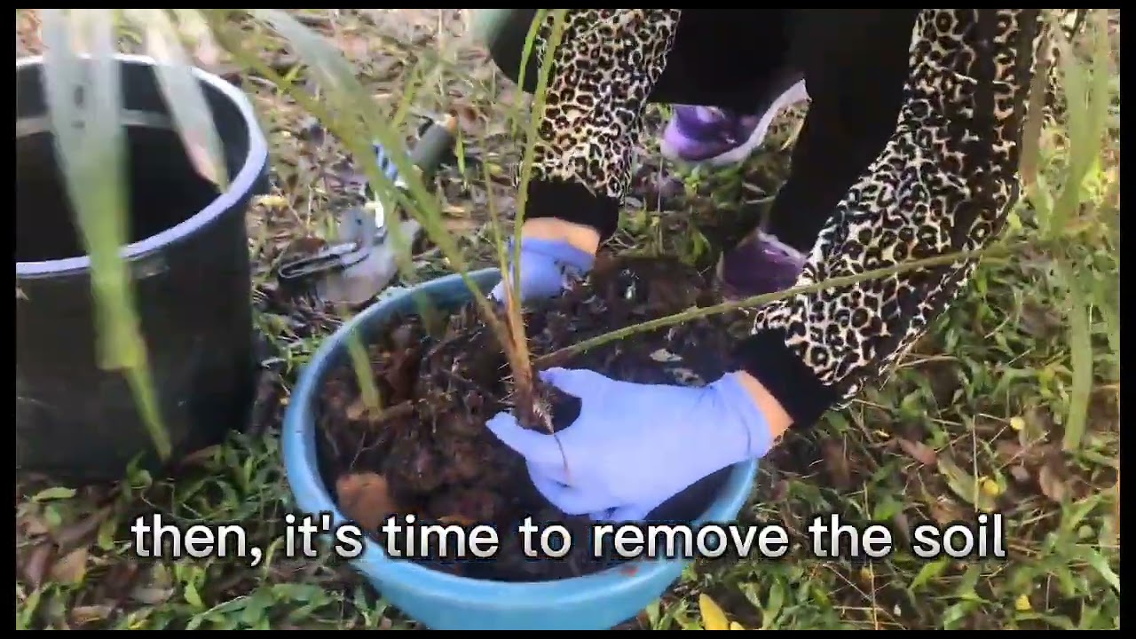 Soil, Rhizosphere and Root Sample Collection
