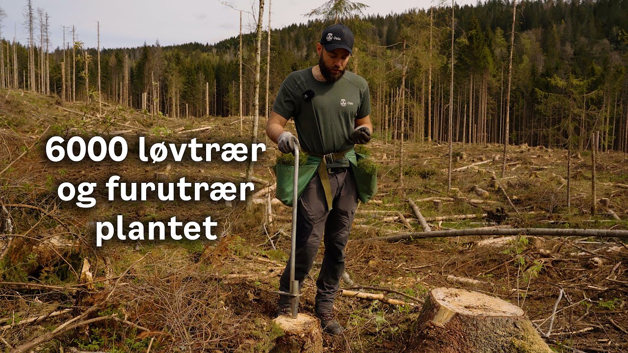 6000 løvtrær og furutrær plantet i marka