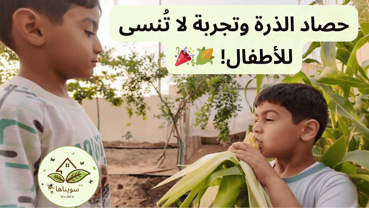متعة الاطفال في حصاد الذرة وعسل الزهور (11) The joy of harvesting