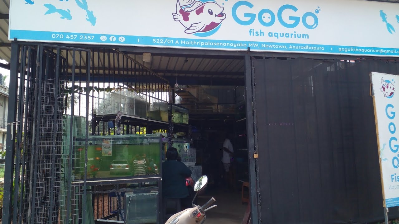 අනුරාධපුර ඇක්වේරියම් ටුව GO GO