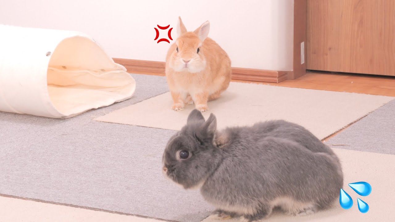 ムギの態度が気に入らなくてミミがムギ部屋で堂々とおしっこしたら喧嘩が始まりました【No.1416】