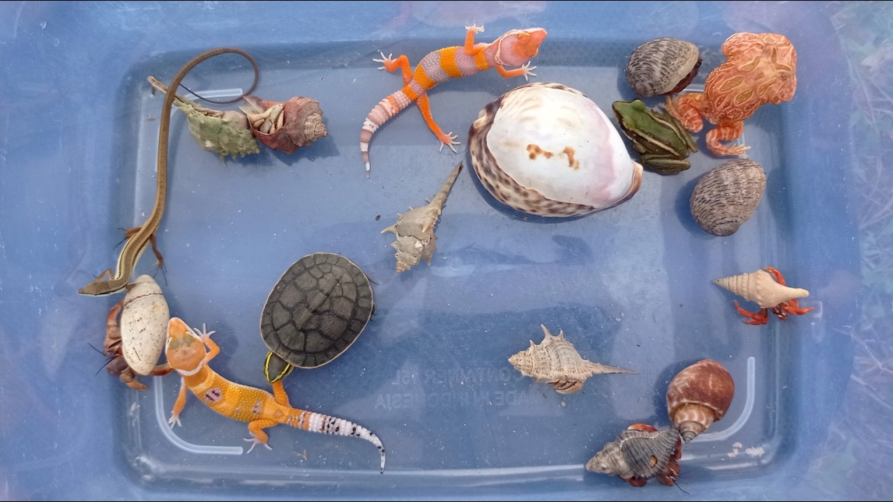 catch various kinds of reptiles and amphibians,lizard,gecko,frog,hermit crab, that are very amazing