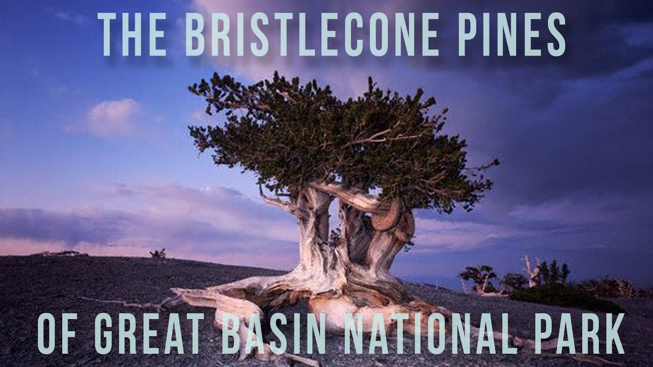 Bristlecone Pines | 100 Wonders | Atlas Obscura