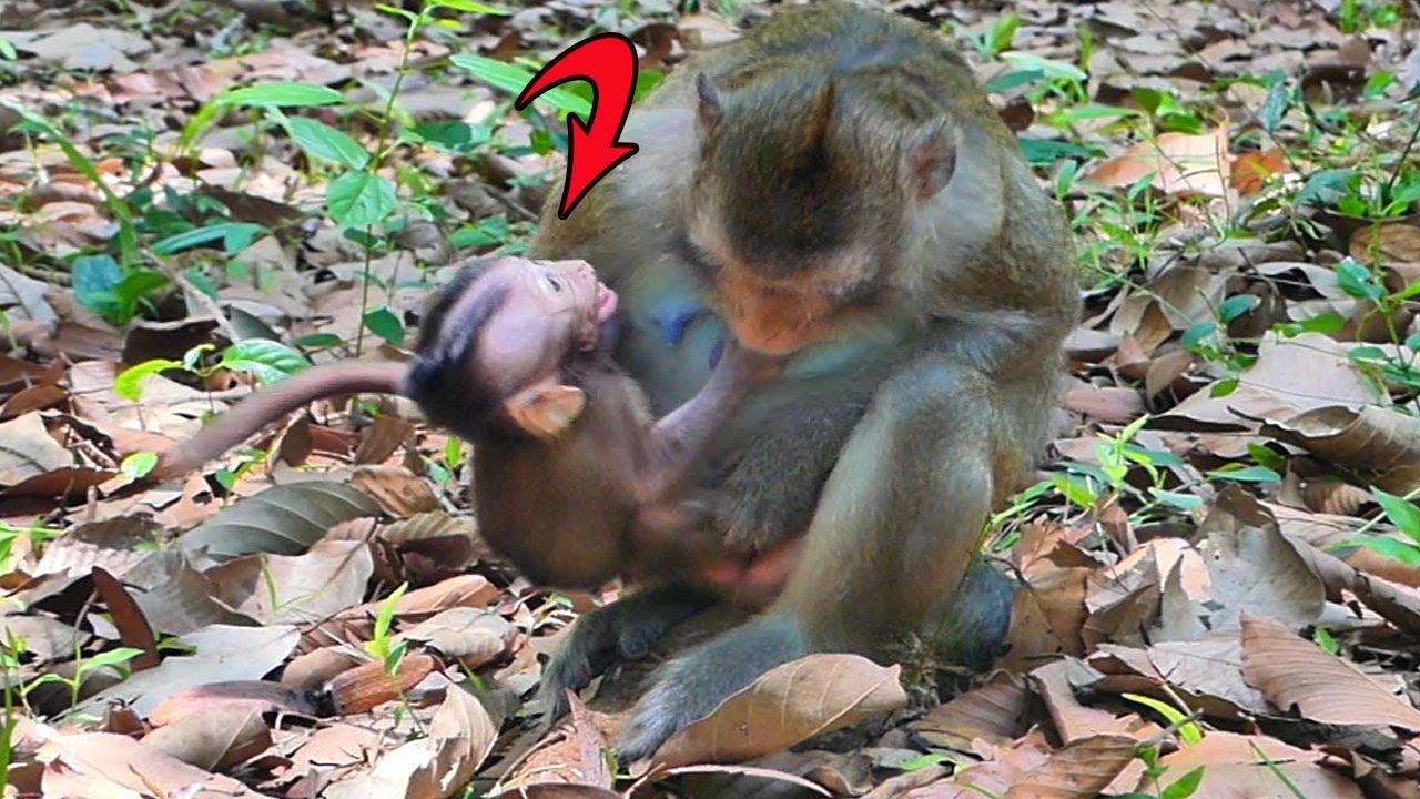 Adorable baby monkey  flirt to mum  after mum reject milk, coz mum poor milk for her.