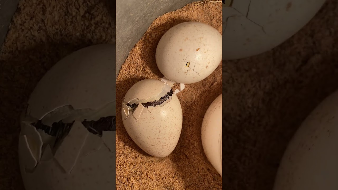 Amazing Eggs Try To Hatching - Eggs New Born #shortvideo