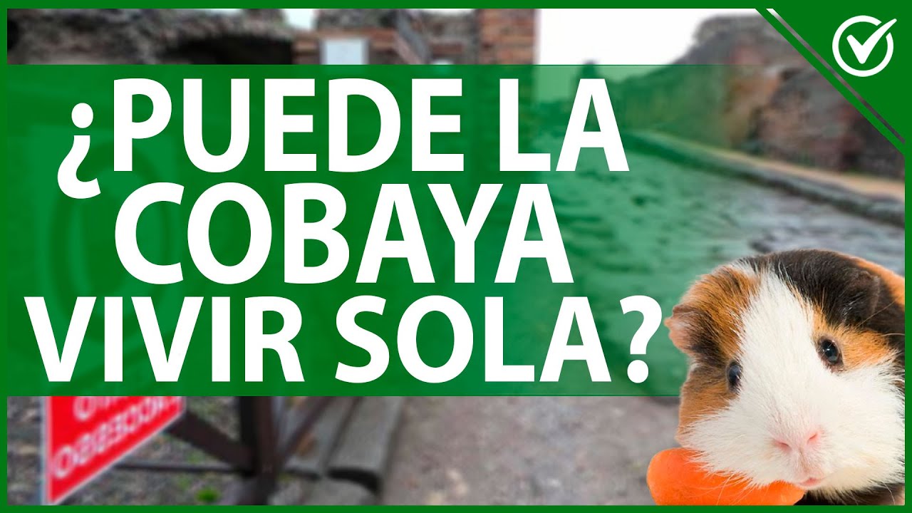 🐹 &iquest;Puede una Cobaya Vivir Sola o Deber&iacute;a Estar en Compa&ntilde;&iacute;a? - Gu&iacute;a de Cuidados 🐹🤔