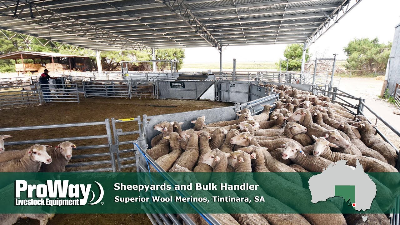 ProWay Sheepyards and Bulk Handler - Superior Wool Merinos, Tintinara, SA
