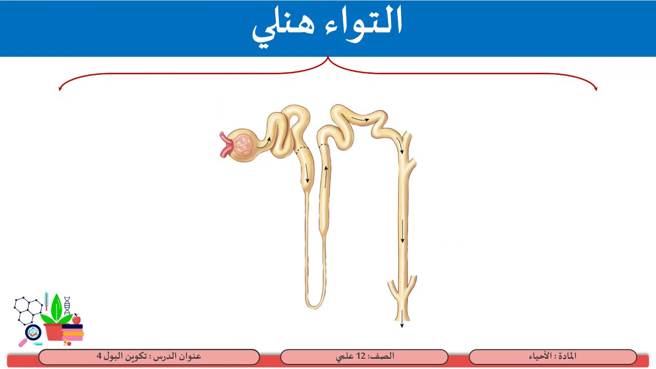 الصف الثاني عشر   المسار العلمي   الأحياء    تكوين البول 4