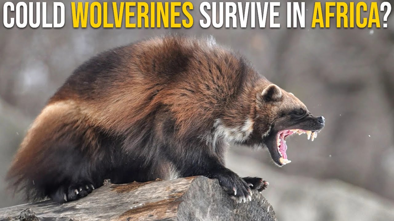 Could Wolverines Survive In Africa Among Lions, Hyenas And Wild Dogs?