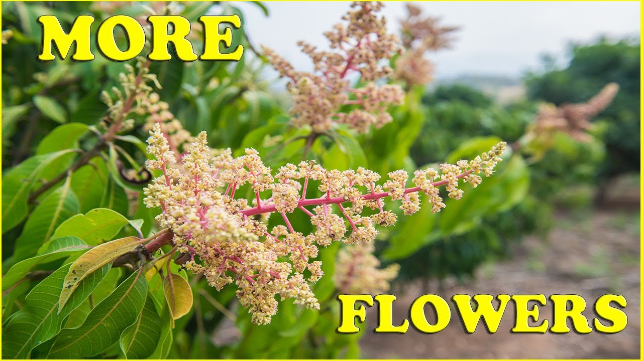 Secret To Mango Tree Flowering | You Won't Believe!!!
