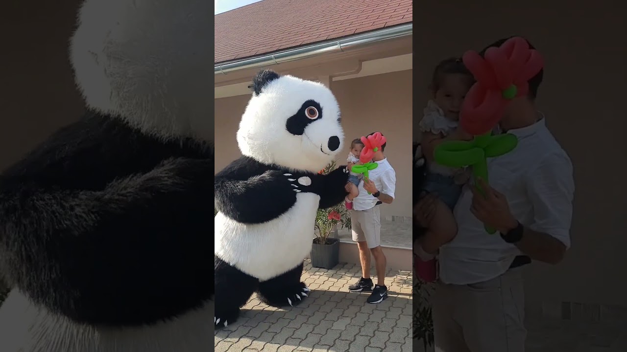 #panda #dance #funny #sz&uuml;let&eacute;snap #meglepet&eacute;s #meglepet&eacute;smaci