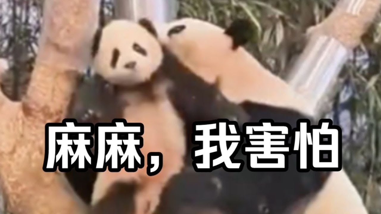 爱宝训练再升级，叼着睿宝辉宝哐哐撞树