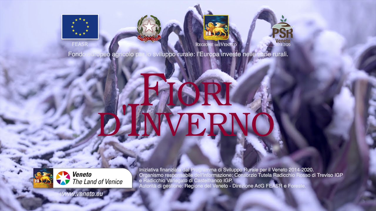 Radicchio Rosso di Treviso IGP