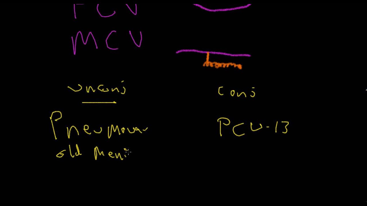 conjugate vaccines and the amnestic immune response by Kevin M. Windisch MD, FAAP