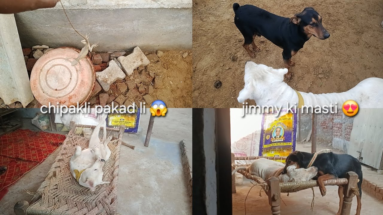 Jimmy or Rony ki masti 😍 chipakli pakd li 😱#mayankdogsfamily #vlogsvideo #videos #viralvideo #dog 