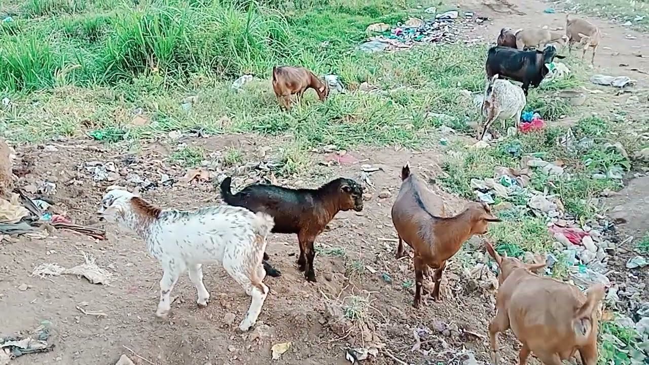 Natural grazing much fun 🐐