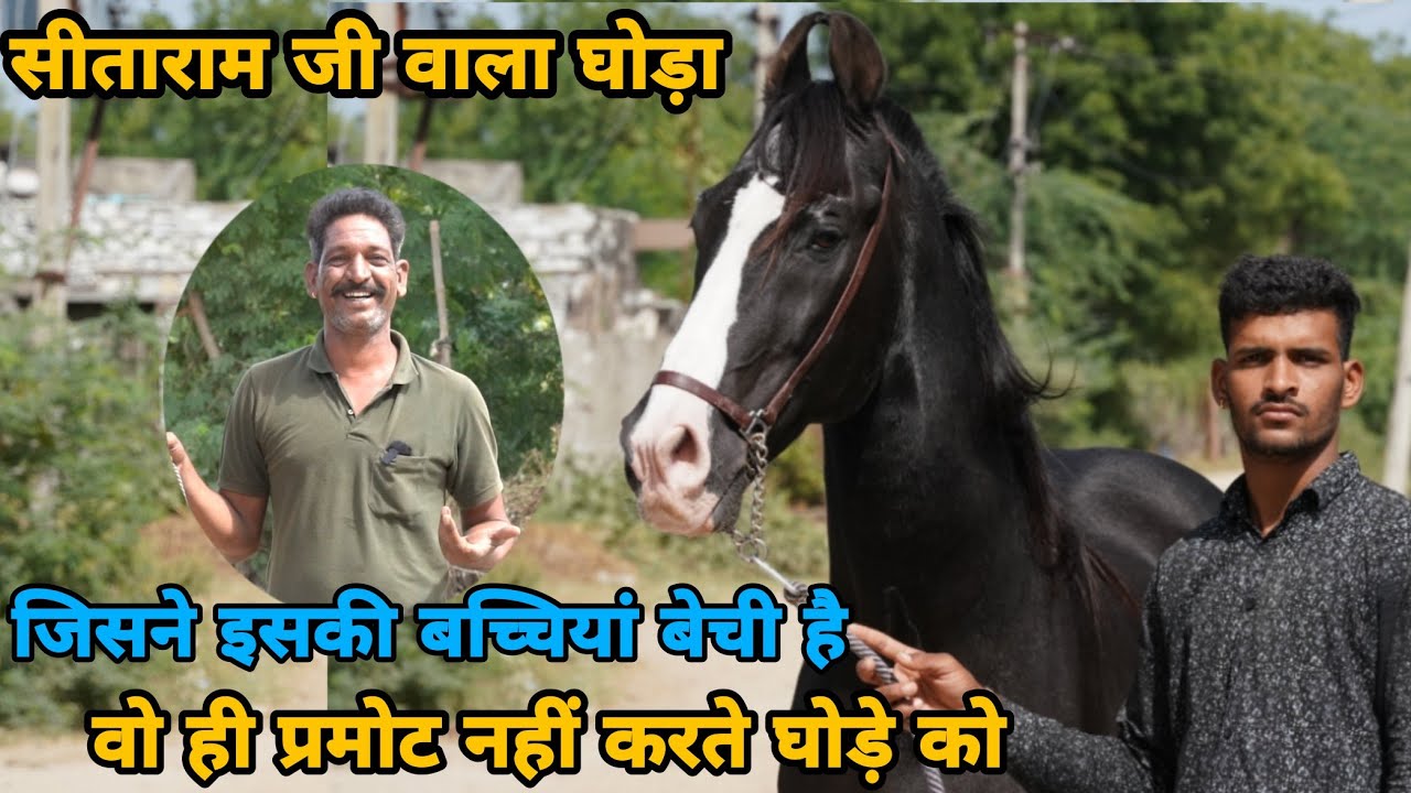 राजस्थान का कोहिनूर हीरा जो लोगों की नजरों में खटकता है!! Marwari Horse