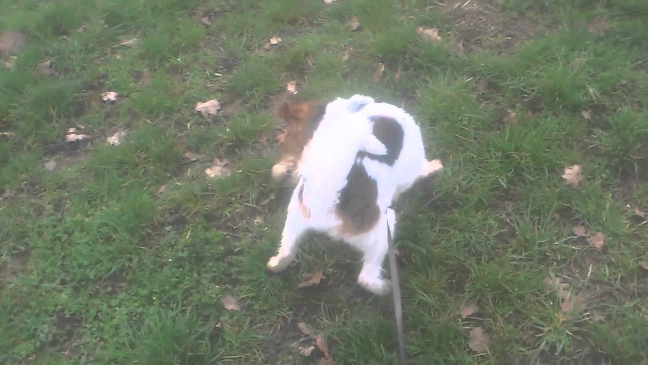 Robbie beim Wuzeln