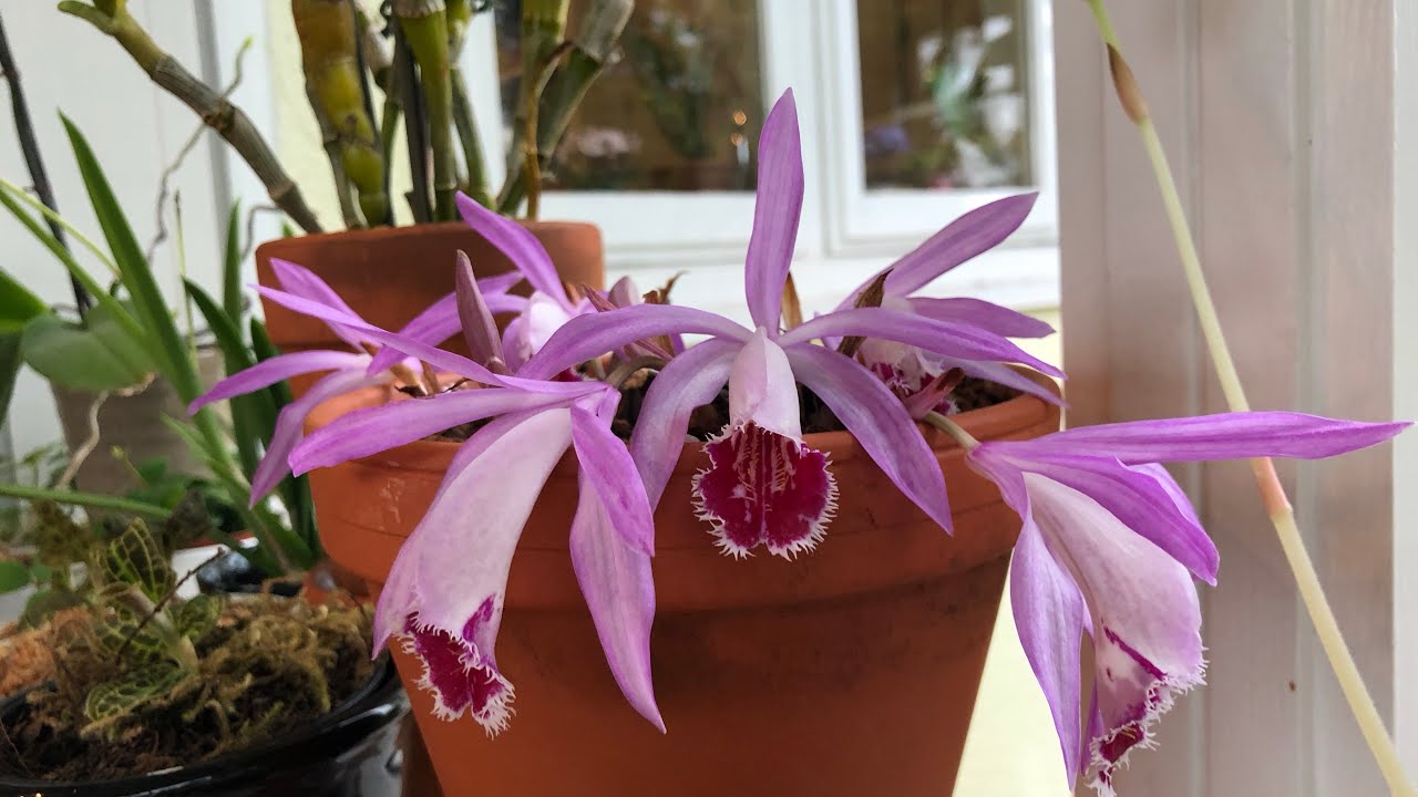 Pleione Wharfedale ‘Pine Warbler’ winter blooming Pleione orchid care