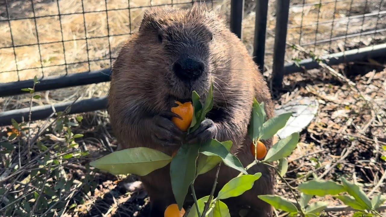 Fresh, organic Kumquat treat for the beavers 