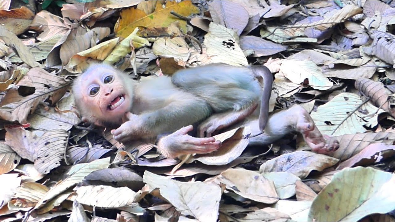 Wow!!little monkey lies crying on the ground, waiting for its mother to pick it up and comfort it